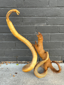 Lot 1 - Vintage Taxidermy Cobra & Mongoose display - 58 cms H