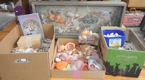 Lot 127 - 3 x Boxes of Vintage Assorted Shells & Framed Shell Art Image incl