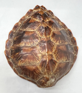 Lot 296 - Large Vintage Turtle Shell, vgc - 38cms L