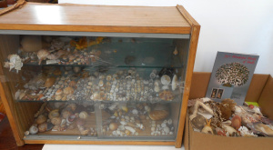 Lot 112 - Large lot Shells, Coral, etc in Cabinet and box