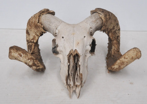 Lot 264 - Vintage Rams Skull w Horns - Approx 35cm W
