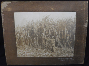 Lot 336 - Vintage Mounted B&W Photograph - Cutting Sugar Cane, Southern Quee