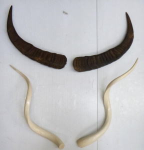 Lot 84 - 2 x Pairs of Natural Water Buffalo & Kudu Bull Horns - (White horns