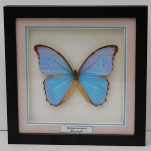 Lot 229 - Framed Butterfly Specimen 'Morpho Menelaus - Blue Morpho' Butterfly 11