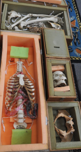 Lot 53 - Vintage Anatomical Human Skeleton Model - Components come in 4 Wooden b