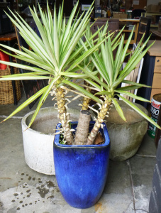 Lot 76 - Group lot inc, 2 x large vintage concrete tub planters and a blue glaze
