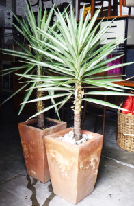 Lot 77 - 2 x large terracotta tapering planters (approx 50cm H) with Yucca Plant