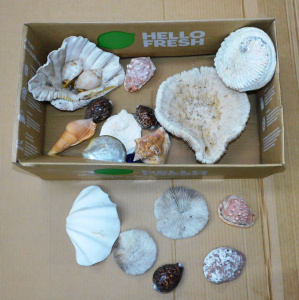 Lot 85 - Box Shells inc Sea Snail, Tiger Cowrie, Abalone, Tibia Curta etc