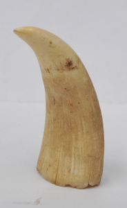 Lot 293 - Vintage Sperm Whale Tooth - Approx 9 cm