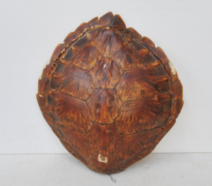 Lot 316 - Vintage Turtle Shell - approx 39cm L