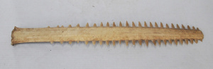 Lot 317 - Vintage long Swordfish bill approx 72cm L
