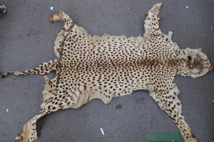 Lot 318 - Vintage AF Taxidermied Leopard Skin - Approx 180cm L