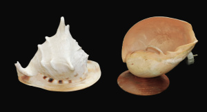 Lot 201 - 2 x Vintage Shell items inc large Cassis Cornuta Horned Helmet shell 2