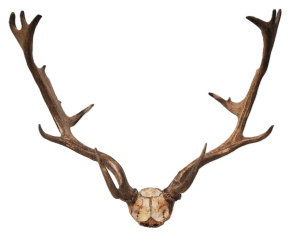 Lot 185 - Pair of Vintage Stag Horns - approx 65cm W