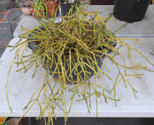 Lot 197 - 2 pces Potted Hanging basket - Large Pom Pom (Rhipsalis Baccifera) an
