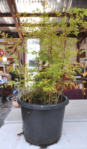 Lot 201 - Large potted Chinese Sacred Bamboo plant - Pot 43cm D
