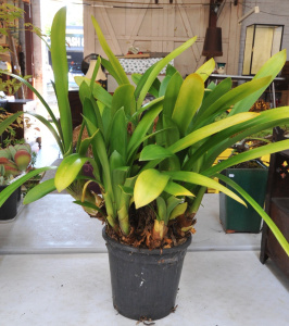 Lot 202 - Large potted Clivia Plant (Kaffir Lily) 85cm H