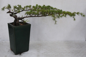 Lot 203 - Bonsai - Japanese Larch in green glazed terracotta pot - Larch span 72