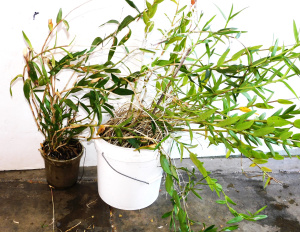 2 x Potted Epidendrum (Epi) Orchards Large & Small