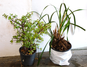 2 x Potted plants inc Cymbidium Orchid 26cm pot & Jade Plant 20cm Pot