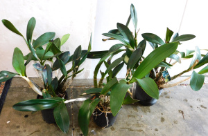 3 x Large Potted Dendrobiumn nobile orchards 20cm & 25cm pots