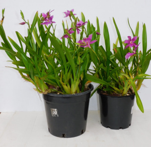 Lot 65 - 2 x Potted Miltonia Orchards in flower 26cm & 20cm Pots - Larger 11