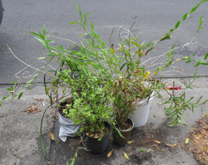 Lot 66 - 4 x Potted Plants inc 2 x Epidendrum (Epi) Orchards, Cymbidium Orchid 2