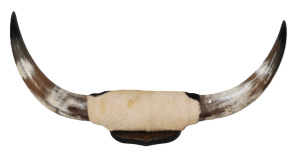 Lot 291 - Pair vintage Mounted Bulls Horns - 75cm W