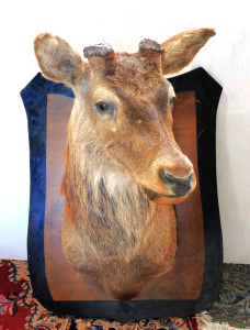 Lot 331 - Large Mounted Taxidermy Deer - Antlers removed - 100cm tip of ear to b