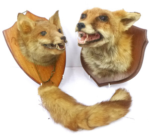 Lot 332 - 2 x vintage Mounted Taxidermy Fox Heads - slightly af
