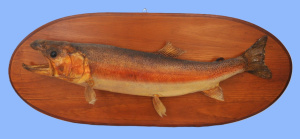 Lot 375 - Vintage Mounted Taxidermy Trout - approx 70cm L
