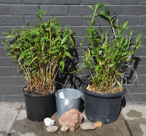 Lot 34 - Mixed group inc 2 Large Potted Dendrobiumn nobile orchards 26cm & 3