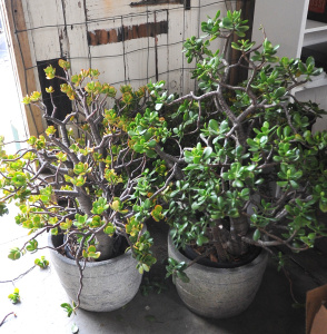 Lot 35 - 3 x Potted Crassula Ovata Money Tree Succulent Plants in Stoneware Pots