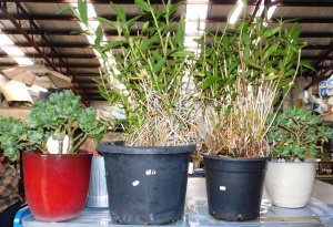 Lot 32 - Mixed group inc 4 potted plants - 2 x Large Potted Dendrobiumn nobile