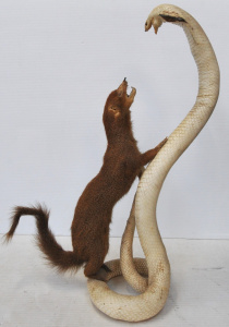 Lot 88 - Large Vintage Taxidermy Group - Cobra fighting Mongoose - 63cm H