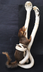 Lot 2 - Large Vintage Taxidermy Group - Two Cobra's fighting a Mongoose - 68cm H