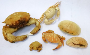 Lot 79 - 6 x vintage Taxidermy Crabs - Tasmanian Giant Crab, smooth & red Sp