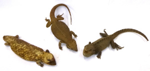 Lot 110 - 3 x vintage Taxidermy Lizards - 2 x Bearden Dragons + Stumpy Tail - so