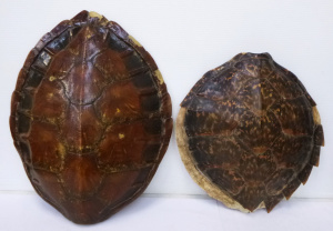 Lot 156 - 2 x vintage Turtle Shells - both with some damage to edge - largest 4