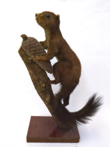 Lot 168 - Vintage Taxidermy Squirrel - mounted on Branch w Pine Cone - af - 37cm