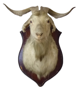 Large vintage Mounted Taxidermy Goats Head, white w twisted horns, etc - approx