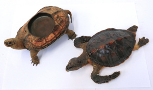 Lot 105 - 2 x vintage small sized Taxidermy Turtles - 1 w Ashtray mounted to bac
