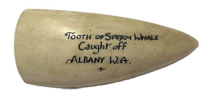 Vintage sperm whale Tooth caught off Albany, WA