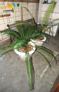 Lot 36 - 2 x Large Japanese Sago Palm Plants in Stoneware Pots