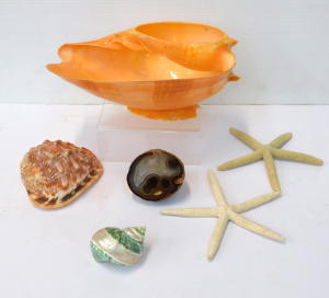 Lot 87 - Mixed Group lot inc Shells - footed bowl, Jade banded Turbo, Bullmouth