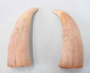 Lot 174 - 2 x Vintage Sperm Whale teeth 12cm L