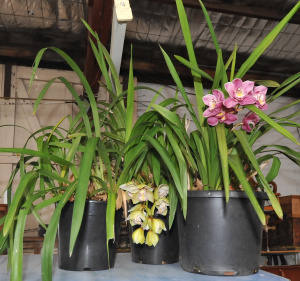 Lot 58 - 3 x Potted Orchards incl 2 x in Flower Lot 58 - 3 x Potted Orchards incl 2 x in Flower