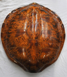Lot 65 - Large Vintage Sea Turtle Shell - Slight Damage Sighted, Approx 60cm W Lot 65 - Large Vintage Sea Turtle Shell - Slight Damage Sighted, Approx 60cm W