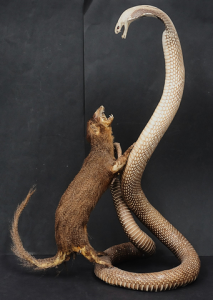 Lot 70 - Large Vintage Taxidermy Group - Cobra Fighting a Mongoose - 64cm H, Som Lot 70 - Large Vintage Taxidermy Group - Cobra Fighting a Mongoose - 64cm H, Som