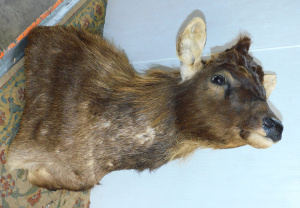 Lot 25 - Large Vintage Taxidermy deer head, AF missing antlers approx 85cm L